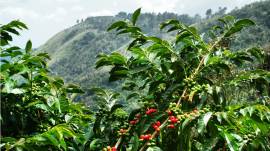Производитель устойчивых средств защиты растений объявил о результатах пилотных испытаний на кофейных деревьях