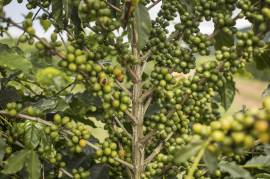В 2020/21 году в Бразилии рассчитывают на рекордные урожаи кофе